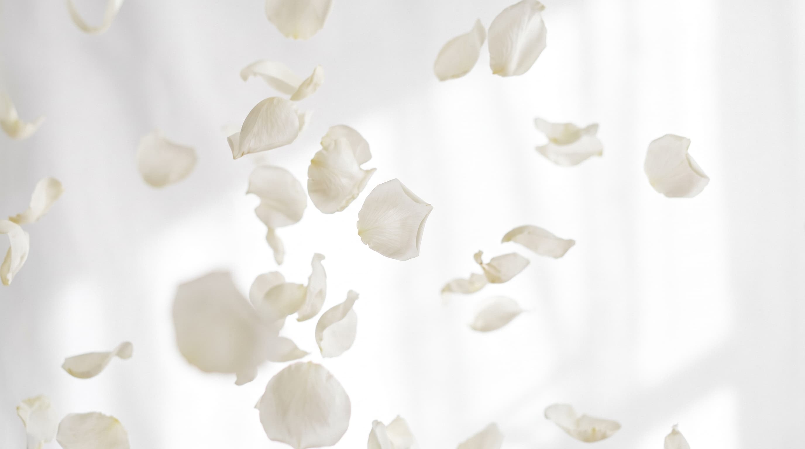 White petals drifting through soft morning light