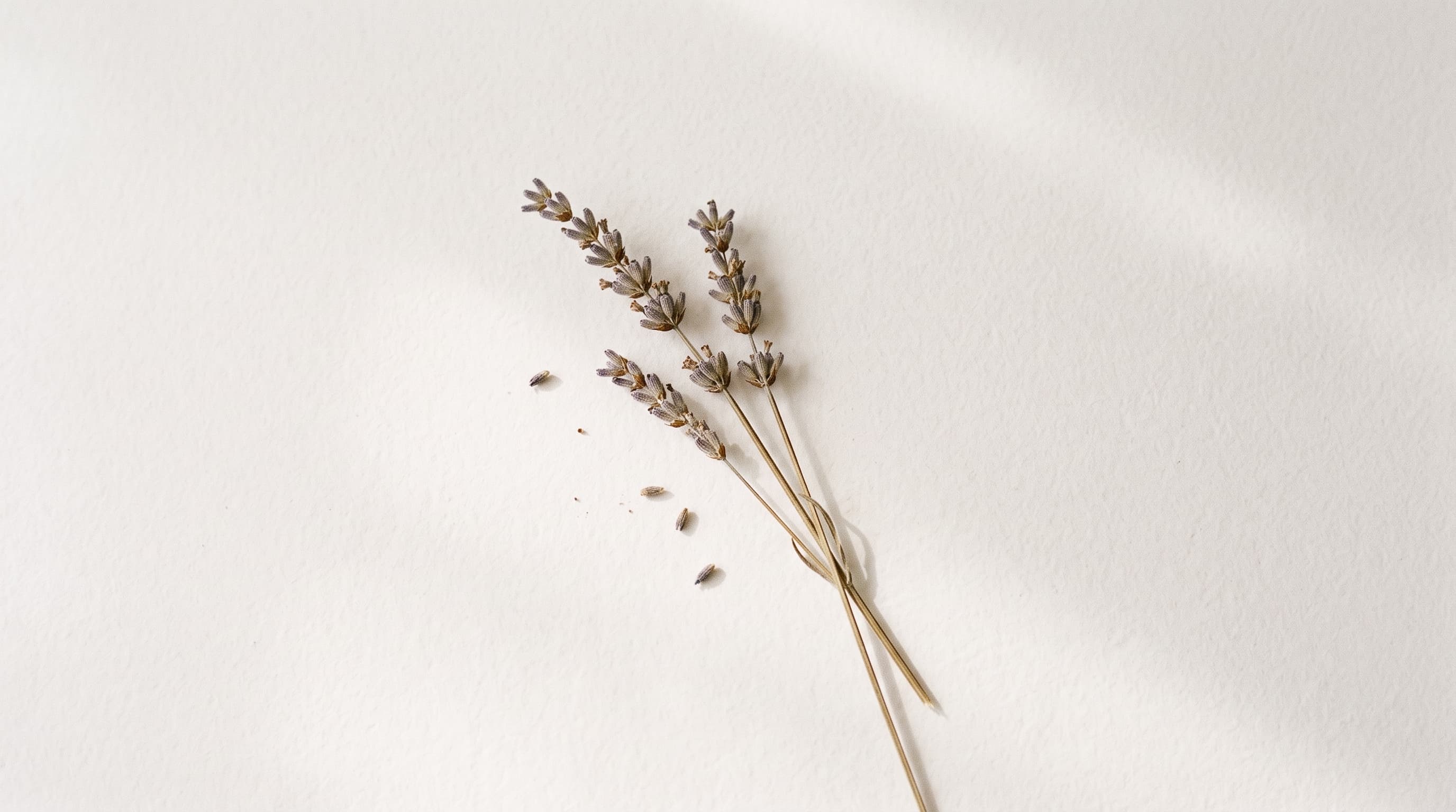 Dried lavender sprigs resting on a soft linen surface